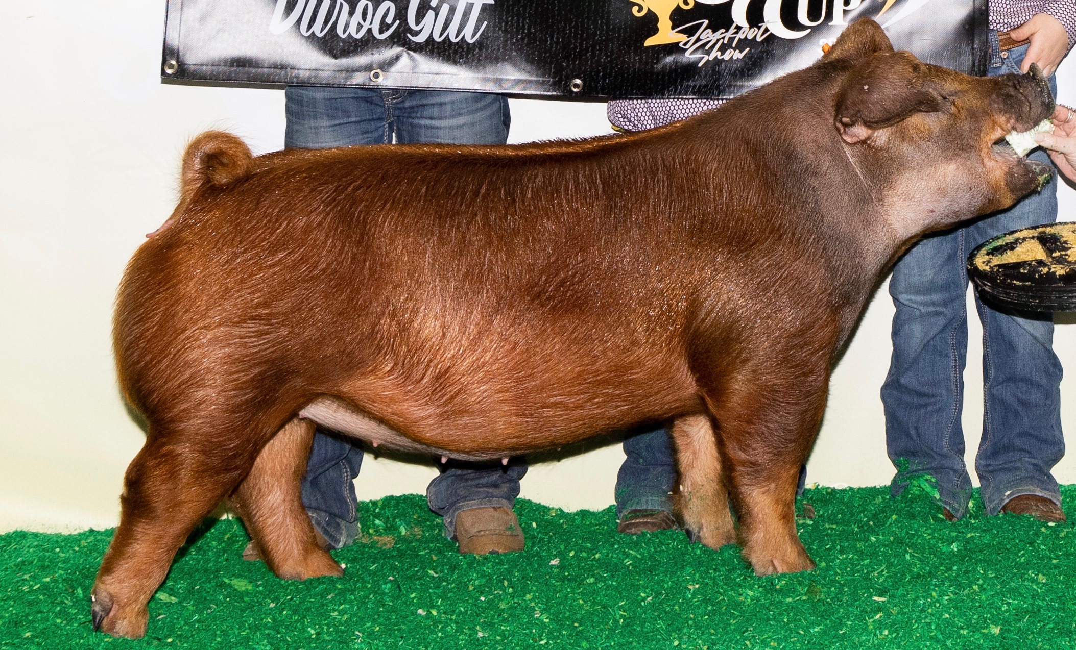 2023 Judging Contest Class 7 Duroc Breeding Gilts The Pig Planet